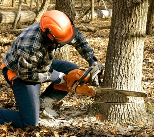Tree Removal in Gulfport, MS